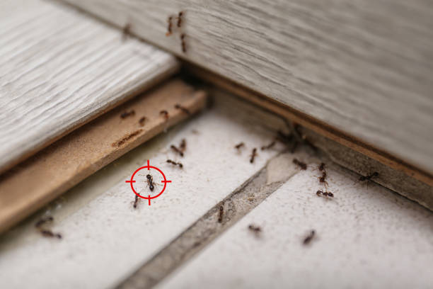 Best Wildlife Control Services  in Johnstonville, CA