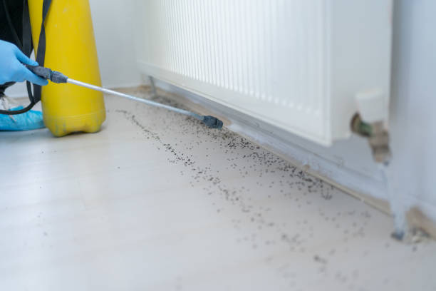 Best Emergency Pest Control  in Johnstonville, CA